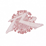 SURF HOROSCOPES - APRIL